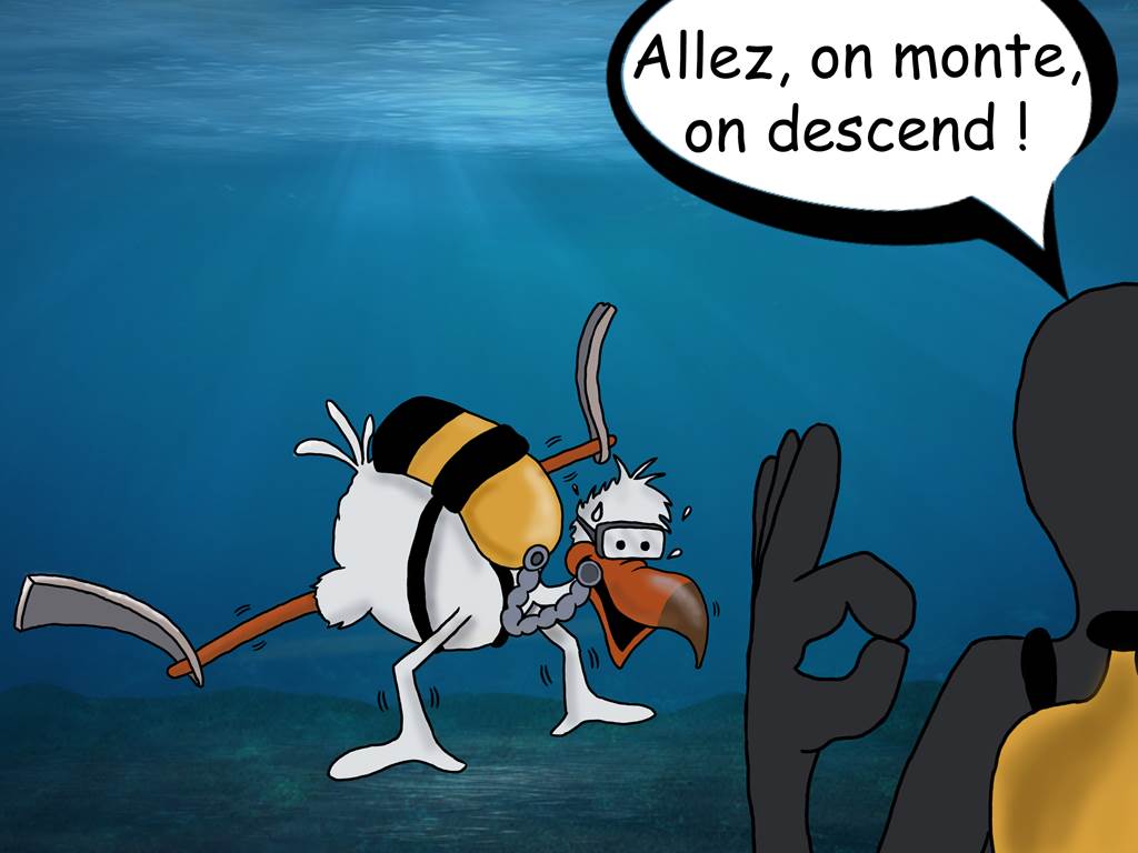 Formation Plongée tous niveaux sur La Réunion